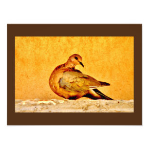 Dove Beauty Fototryck