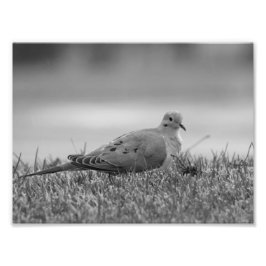 Dove Bird-fotoavtryck Fototryck