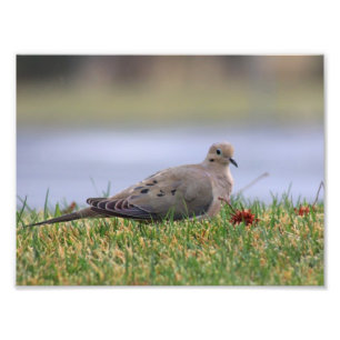 Dove Bird Fototryck