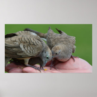 Dove Birds Kauai Hawaii Poster