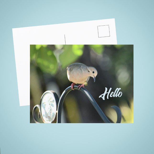 Dove Dropping in to Say Hello Photo Vykort (Skapare uppladdad)