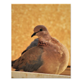 Dove Elegance Fototryck