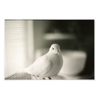 Dove Fototryck