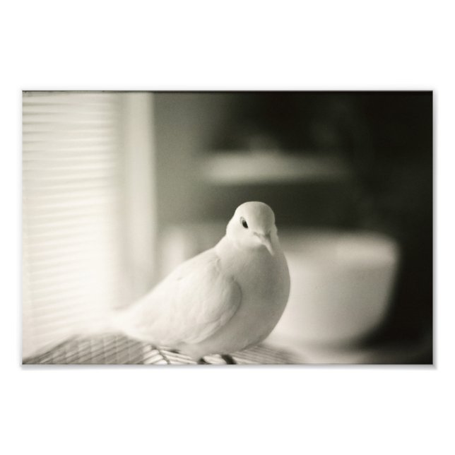 Dove Fototryck (Framsidan)