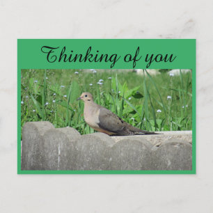 Dove i Garden Photo Thinking Vykort