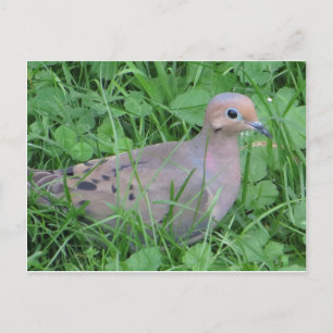 Dove i gräs vykort