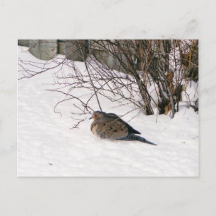 Dove i vykortet Snö Vykort