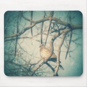 Dove Musmatta