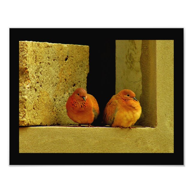 Dove Pair Fototryck (Framsidan)