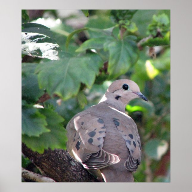 Dove Poster (Framsidan)