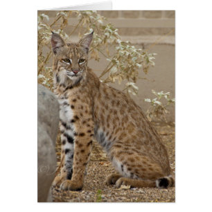 Dove Valley Bobcat Hälsningskort