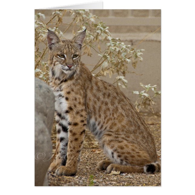 Dove Valley Bobcat Hälsningskort (Framsidan)
