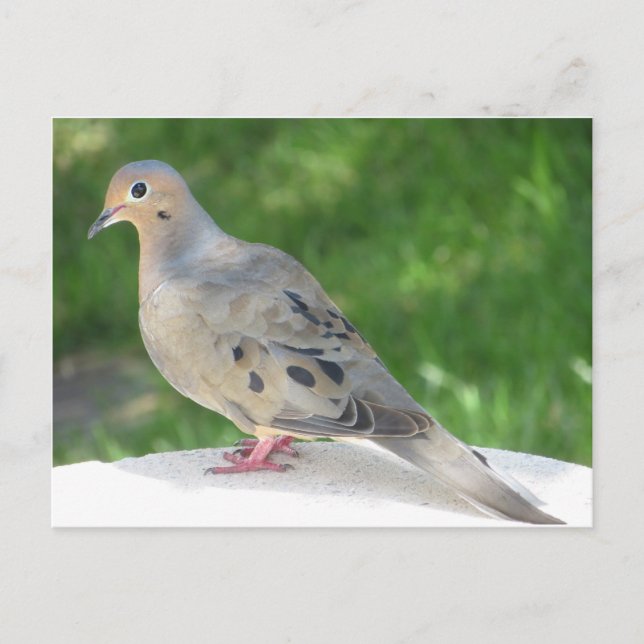 Dove Vykort (Framsida)