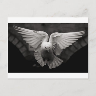 Dove Vykort