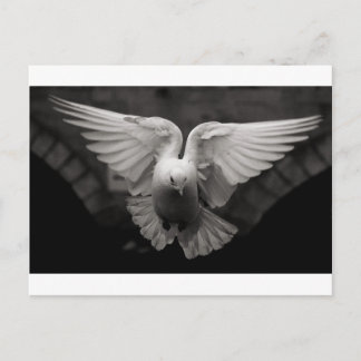 Dove Vykort