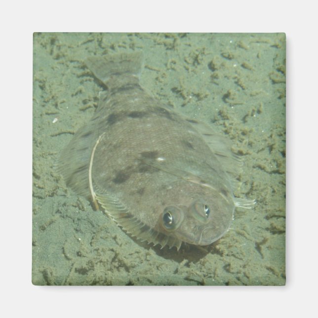 Dover Sole Fish Magnet (Framsidan)