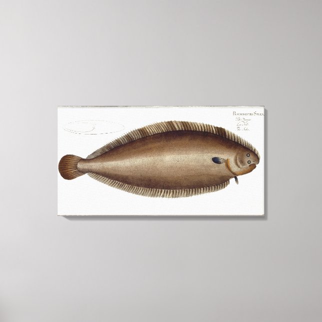 Dover Sole (Solea Solaea) plate XLV från "Ichthyol Canvastryck (Framsida)