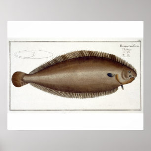 Dover Sole (Solea Solaea) plate XLV från "Ichthyol Poster