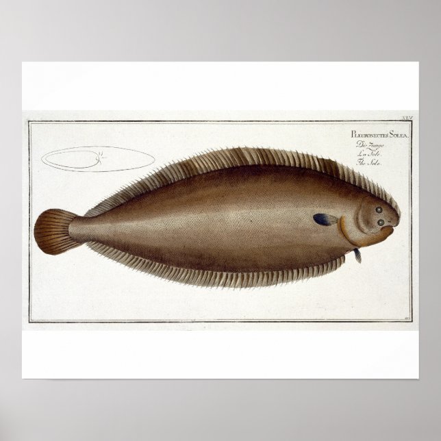 Dover Sole (Solea Solaea) plate XLV från "Ichthyol Poster (Framsidan)