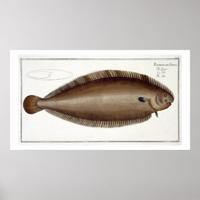 Dover Sole (Solea Solaea) plate XLV från "Ichthyol Poster (Framsidan)
