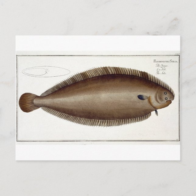 Dover Sole (Solea Solaea) plate XLV från "Ichthyol Vykort (Framsida)