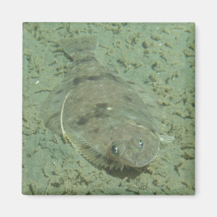 Dover sular fisken magnet