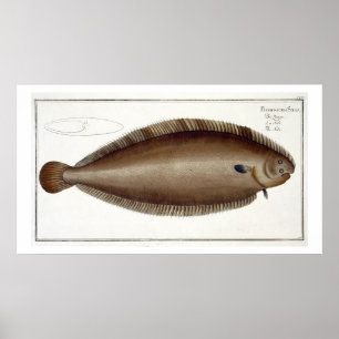 Dover sular (soleaen Solaea) pläterar XLV från Poster