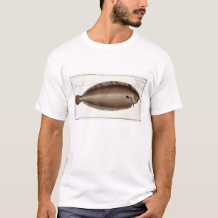 Dover sular (soleaen Solaea) pläterar XLV från T-shirt