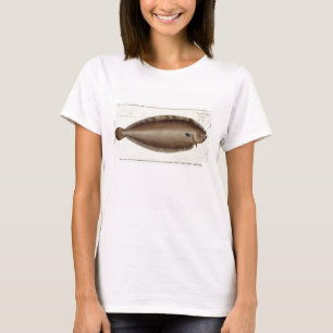 Dover sular (soleaen Solaea) pläterar XLV från Tee Shirt