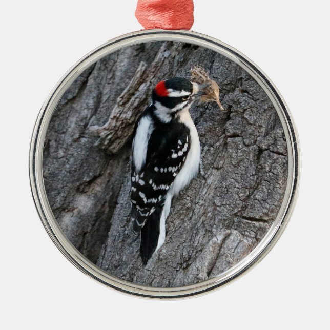 Downey Woodpecker Julgransprydnad Metall (Framsidan)