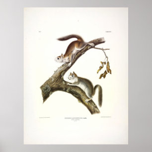 Downy Squirrel, American Red Squirrel, av Audubon Poster