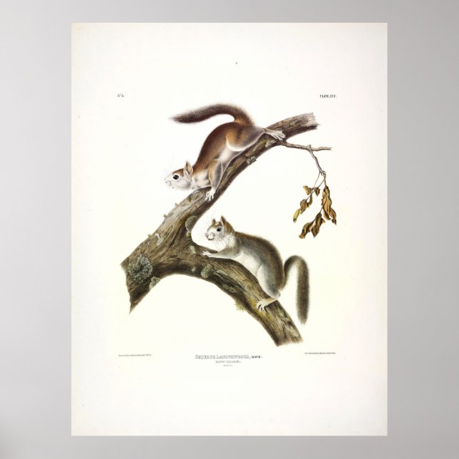 Downy Squirrel, American Red Squirrel, av Audubon Poster (Framsidan)
