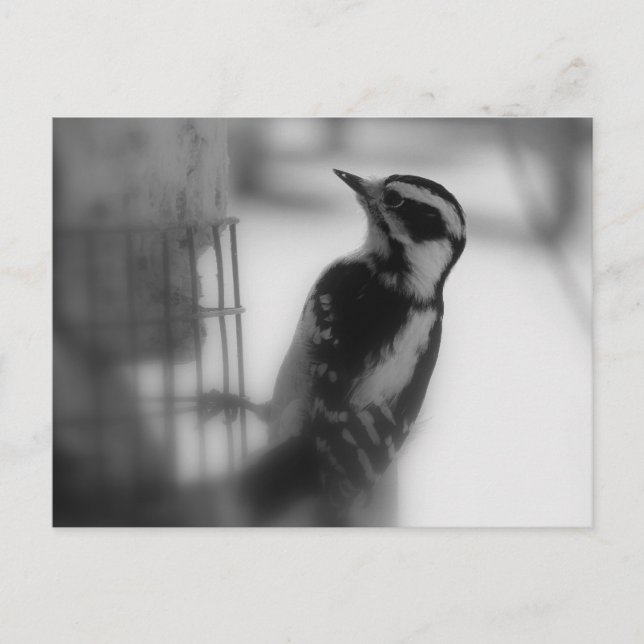 Downy Vykort (Framsida)