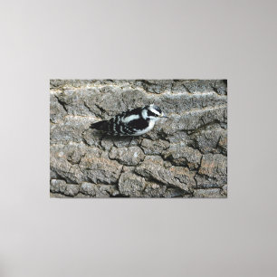 Downy Woodpecker 60 x 40 Wrapped Canvas