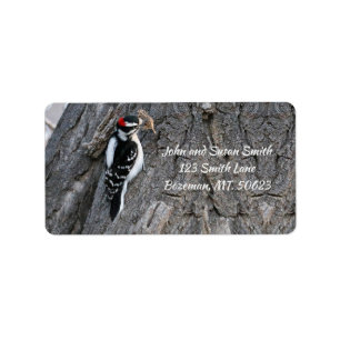 Downy Woodpecker-adressetikett Adressetikett
