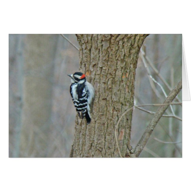 Downy Woodpecker-artiklar Hälsningskort (Framsidan Horizontal)