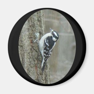 Downy Woodpecker-artiklar Magnet