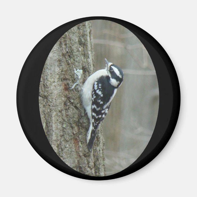 Downy Woodpecker-artiklar Magnet (Framsidan)