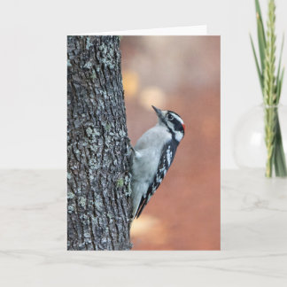 Downy Woodpecker Blank Note-kort Kort