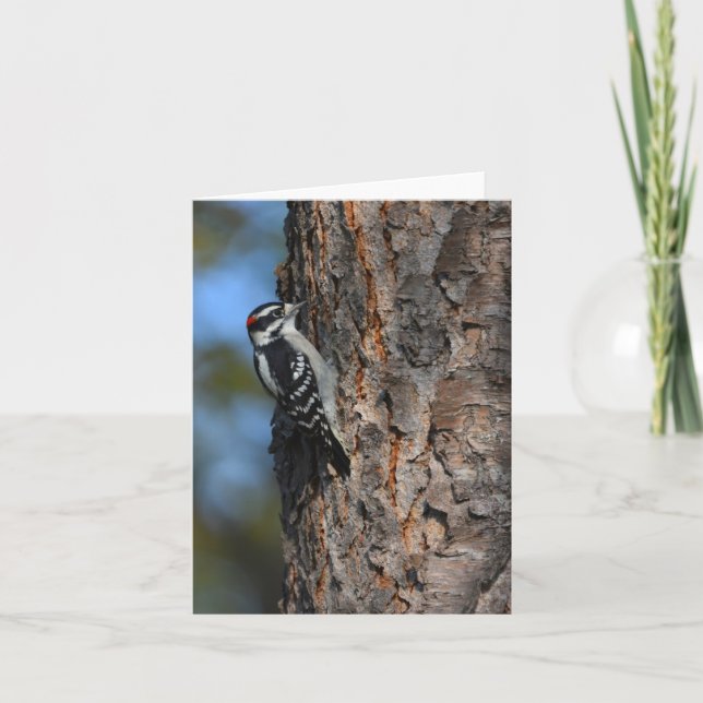 Downy woodpecker blank notecard tack kort (Framsida)