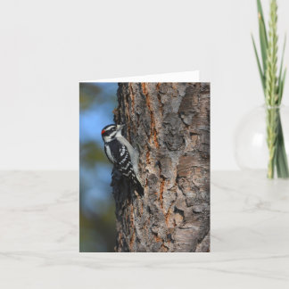 Downy woodpecker blank notecard tack kort
