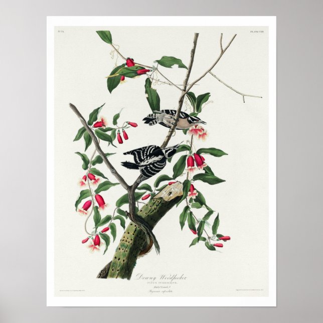 Downy Woodpecker by Audubon Poster (Framsidan)