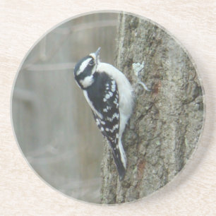 Downy Woodpecker Female Underlägg Sandsten