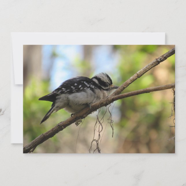 Downy Woodpecker Flat Greeting Card Kort (Framsida)