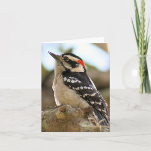 Downy Woodpecker Fotopappat anteckningskort