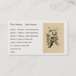 Downy Woodpecker - från Audubon's Birds of America Visitkort
