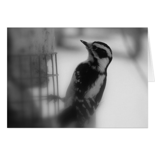 Downy Woodpecker Hälsningskort (Framsidan Horizontal)
