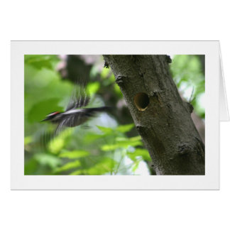 Downy Woodpecker Hälsningskort