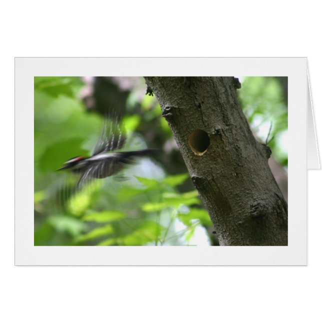 Downy Woodpecker Hälsningskort (Framsidan Horizontal)