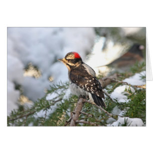 Downy Woodpecker Hälsningskort